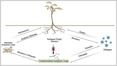 Endophytic fungi: hidden treasure chest of antimicrobial metabolites interrelationship of endophytes and metabolites